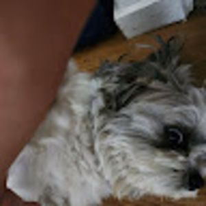 Meet your Posher, Alexa